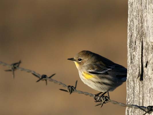 0318pgps_mike_kohut_bird_on_a_wire
